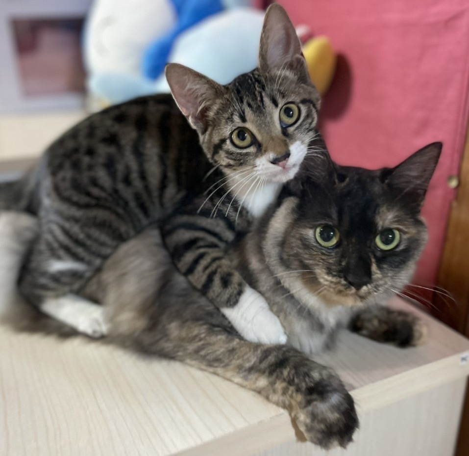 【佐世保店】スタッフブログ　親友ねこ編(=^・^=)