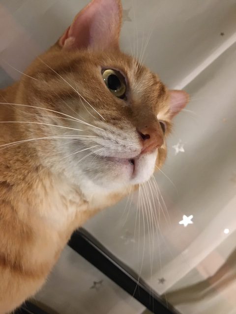 【佐世保店】スタッフブログ　前回の続き　猫のみー・まっちゃ編