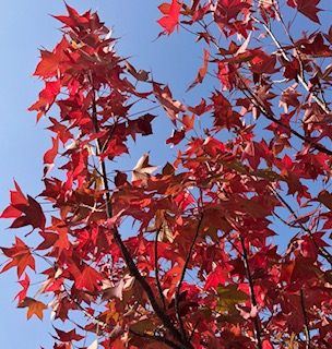 【五番街店】スタッフブログ　紅葉🍁