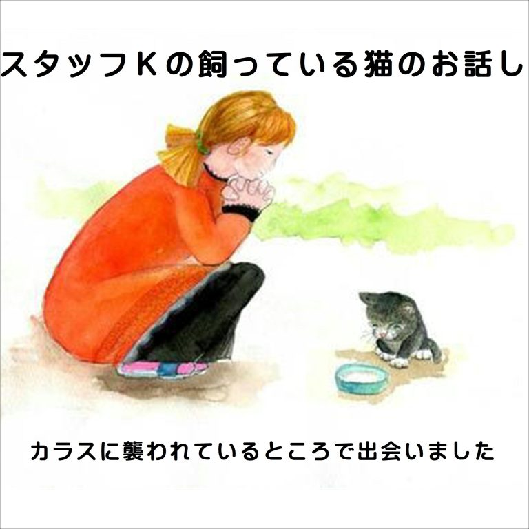 【佐世保店】スタッフブログ　猫のみーちゃん編