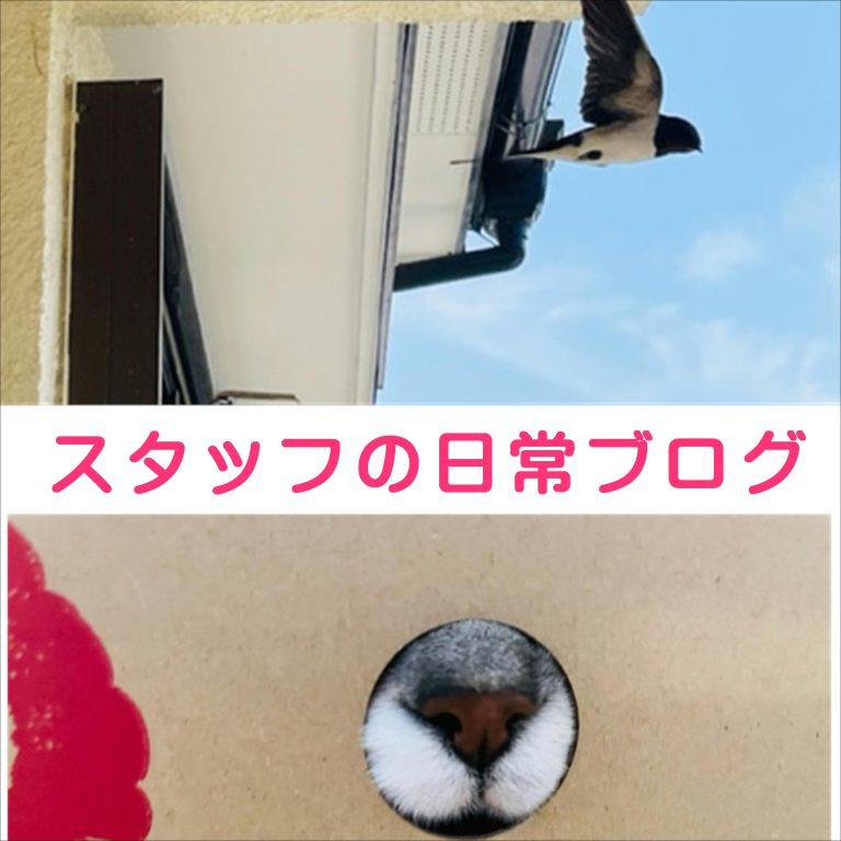 【佐世保店】～スタッフブログ～今年もやってきました。