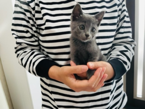 【佐世保店】スタッフの日常ブログ　子猫保護・あじさい祭へ♪