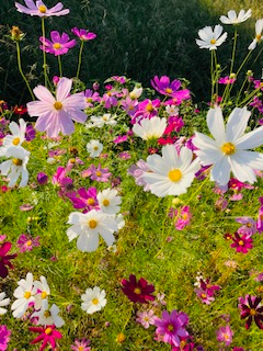 【佐世保店】秋桜ロード🌼