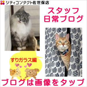 スタッフ日常ブログ【擦りガラスごしの猫】