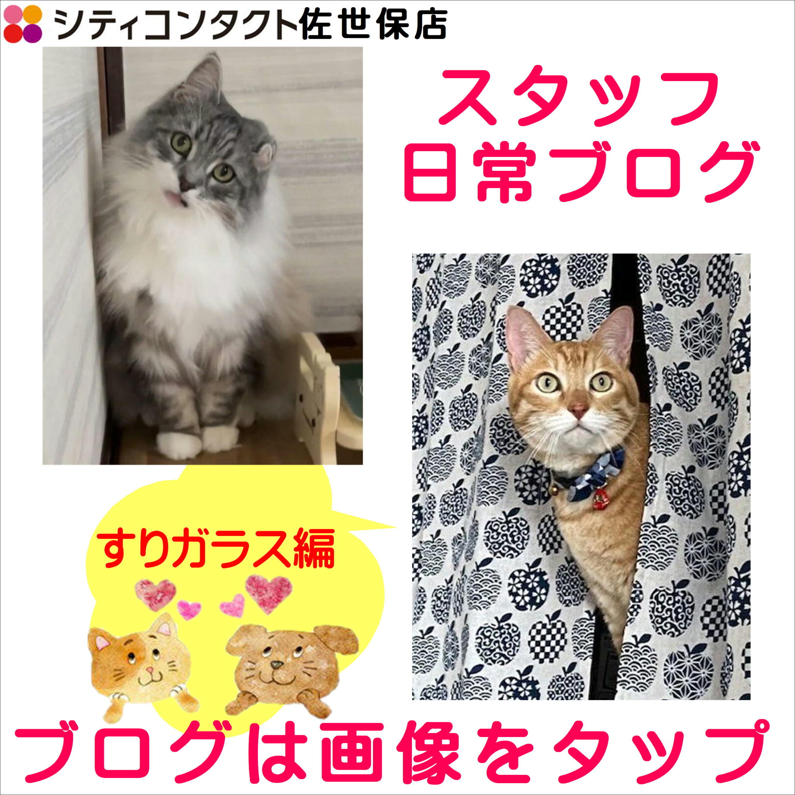 スタッフ日常ブログ【擦りガラスごしの猫】