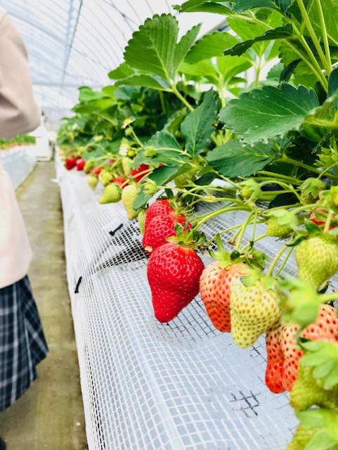 【香椎】いちご狩りで幸せいっぱい🍓💞【スタッフブログ】